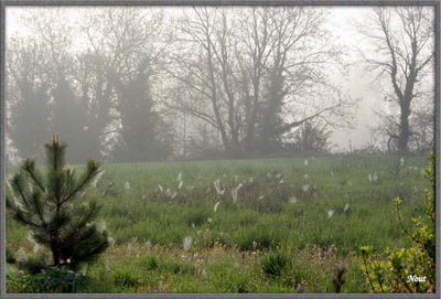 Brume matinale