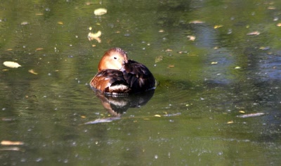 Canard (?) du zoo (4)