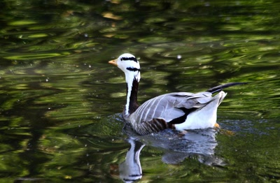 Canard (?) du zoo (1)