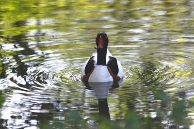 Tadorne de belon du zoo (5)