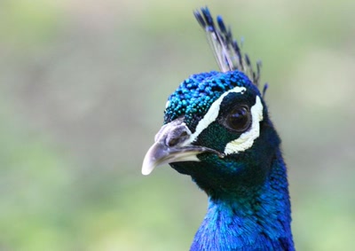 Quoi ? Que je fasse la roue ?