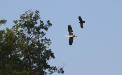 Le corbeau chasse le héron