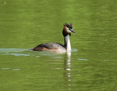 grèbe huppé