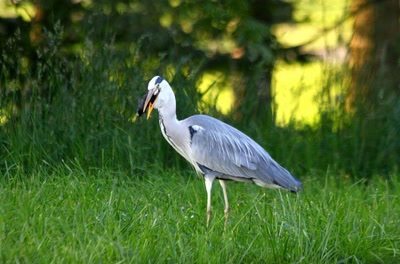 La série : Le héron et la taupe (6)