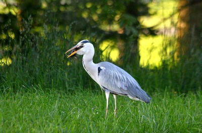 La série : Le héron et la taupe (7)