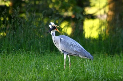 La série : Le héron et la taupe (5)