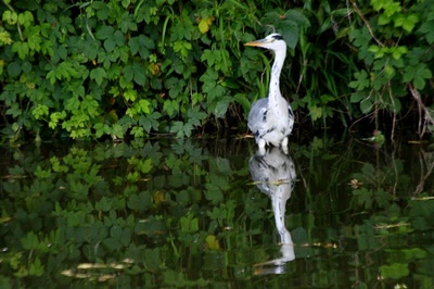 Les pattes au frais par cette chaleur... ça fait d