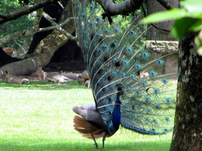 L'art de la séduction