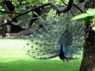 L'art de la séduction