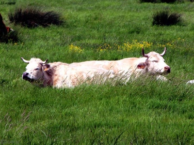 Drôles de bêtes...