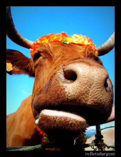 le meuh de la fin :)