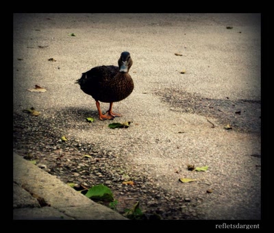pause déjeuner au milieu des canards