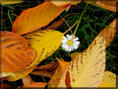 Feuilles d'automne