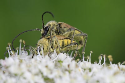 L'hutile à l'agréable.