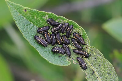 Ce qui est sorti des oeufs