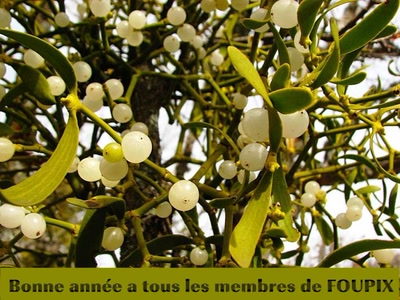 Tous mes voeux de bonne année ..