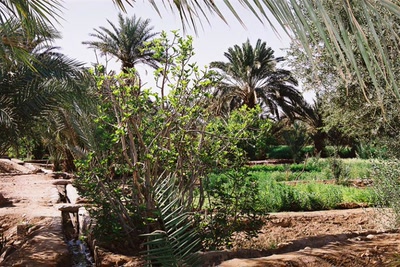 Aux Portes du Désert