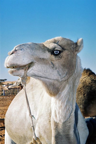 Sur les traces de Théodore Monod (Mauritanie)