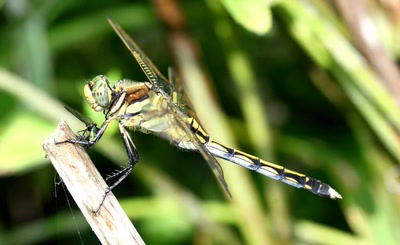 Il m'en reste encore !