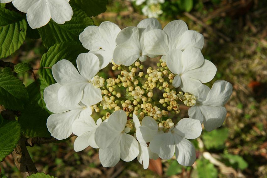 Le lac d'Aureilhan au printemps
