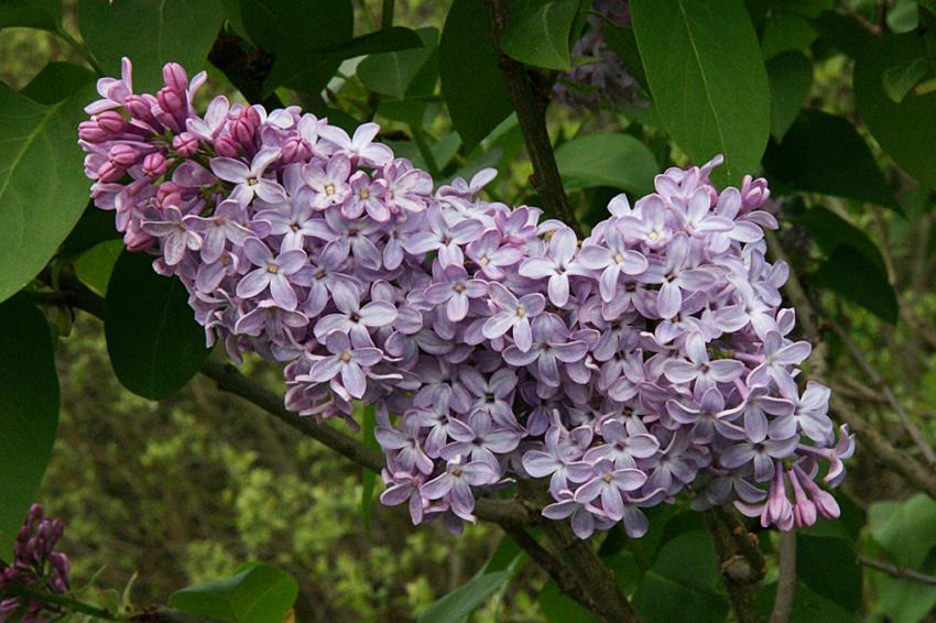 Le lac d'Aureilhan au printemps