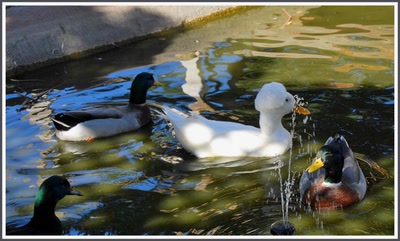 Canards chez Peggy Sue - Barstow - Californie