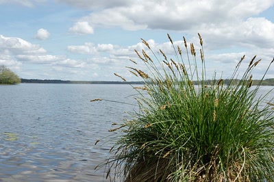 Le lac d'Aureilhan au printemps