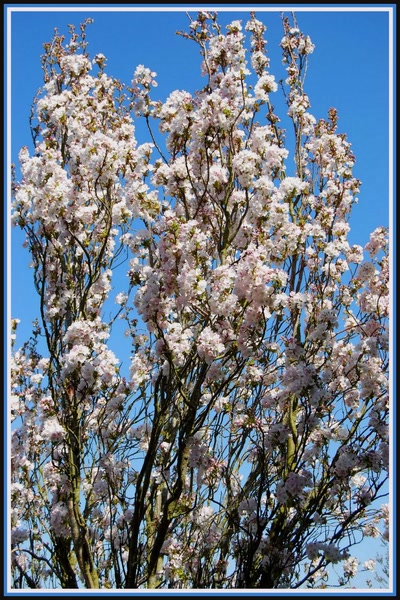 Prunus