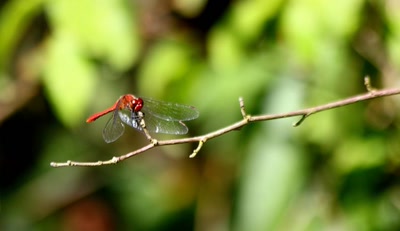 Crocothemis erythraea sur une branche