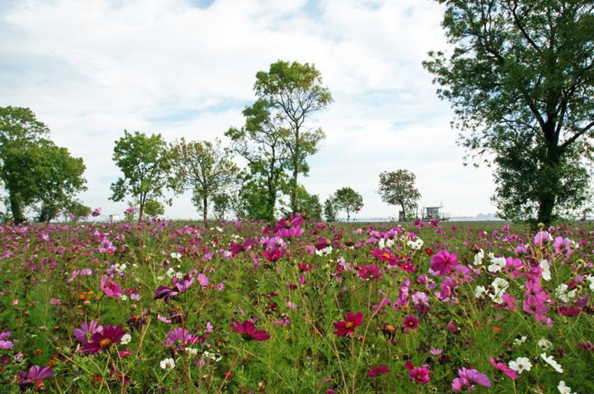 Le Médoc en fleurs