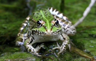 Coucou le photographe !