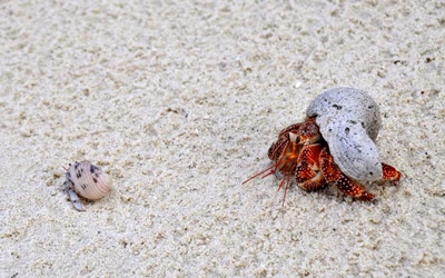 A la queue leuleu....