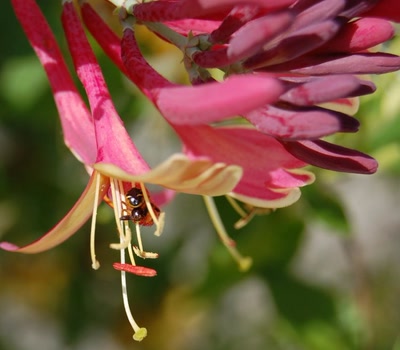 araignée sur chèvrefeuille