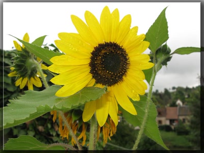 Tournesol