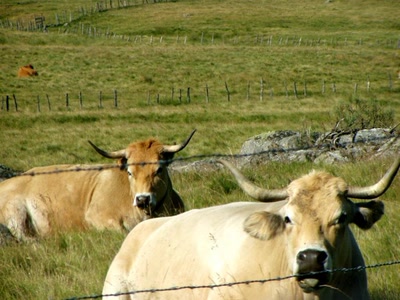 vaches vers nasbinals