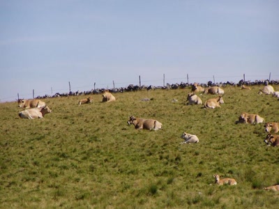 vaches vers nasbinals