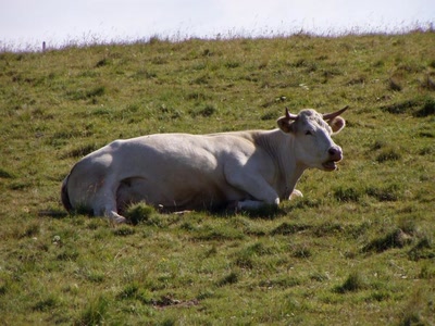 vache vers nasbinals
