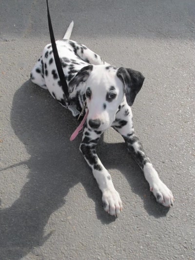 Je vous chante une Mélodie