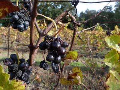 Ils sont pour les grives ...