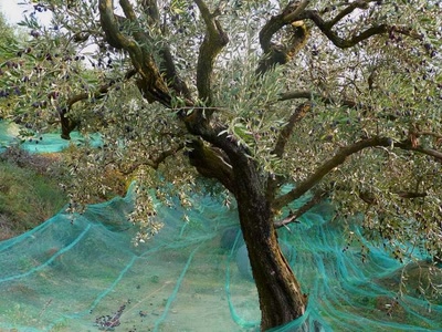 Oliviers du Nyonsais 