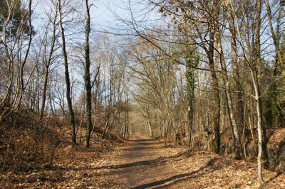 La forêt
