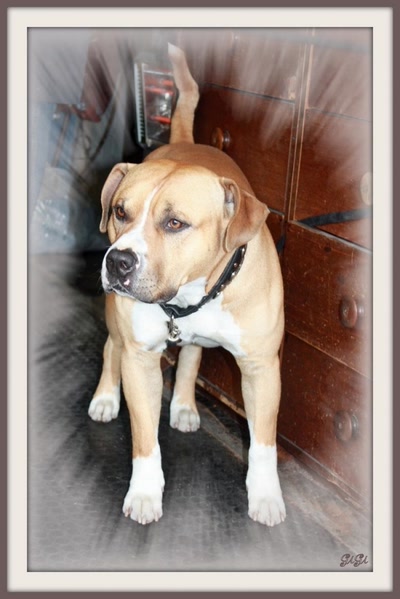 Muscles et coeur d'or.