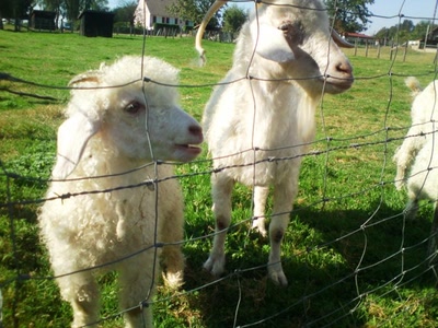 bébé chèvre angora...