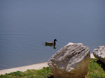 lez et canard montpellier