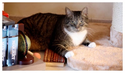 Mysty et ses "joujous"