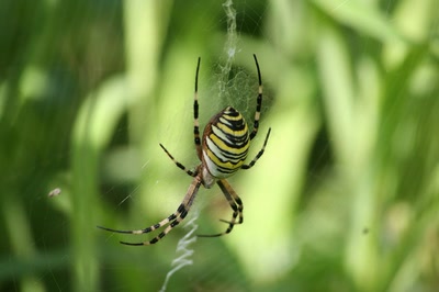 araignée