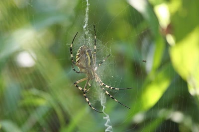 araignée