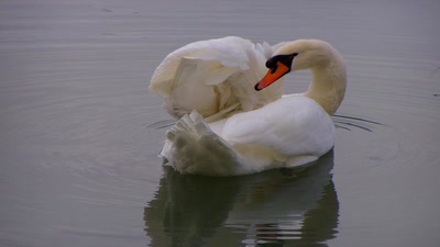 un cygne a montpellier