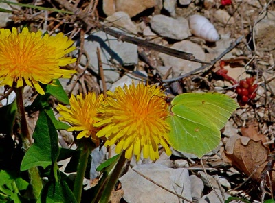 Le citron de Provence 