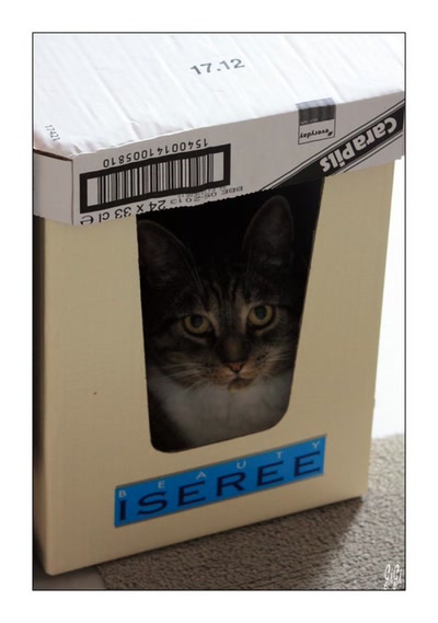 Mysty.... à l'abri !!!!